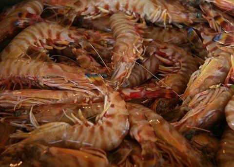 NPF-caught prawns, including the brown tiger prawn (pictured), will now be MSC certified. Credit: Tamorlan, CC BY 3.0