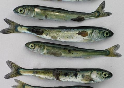 39% of salmon in the northeast Atlantic are killed by sea lice. Photo: Alex Morton/Marine Photobank