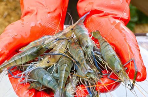 Farmed shrimp