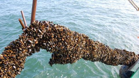 Mussels
