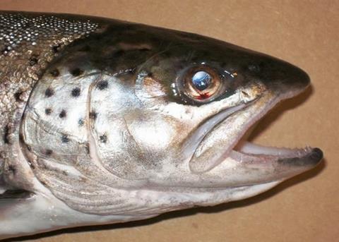 The popularity of farmed salmon continues to grow despite high market prices.