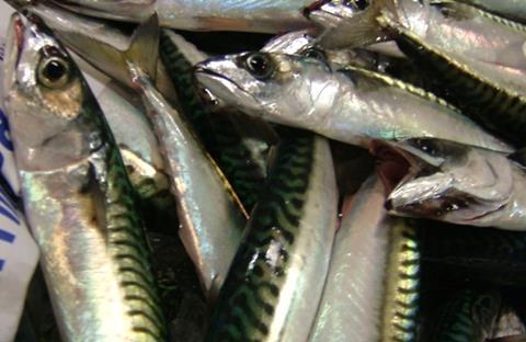 The Faroese economy is highly dependent on sound fisheries management, said the Faroe Shipowners’ Association.