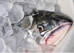 The frozen fish were disposed of to ensure they didn't enter the human food chain