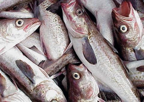 Russian fish producers call for support