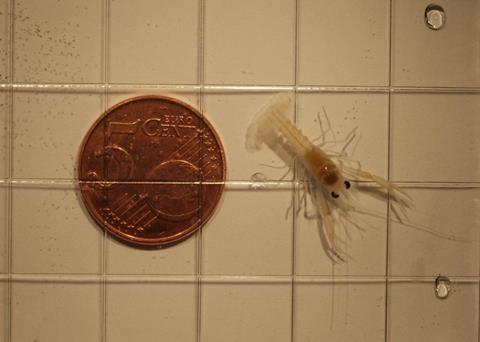 The University of Swansea has successfully reared Norway lobster larvae in captivity with a 50% success rate Photo: Adam Powell