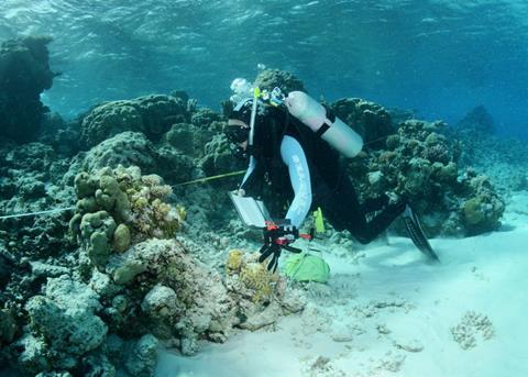 Reef Life Survey diver surveying fishes in the Coral Sea. Credit: Graham Edgar