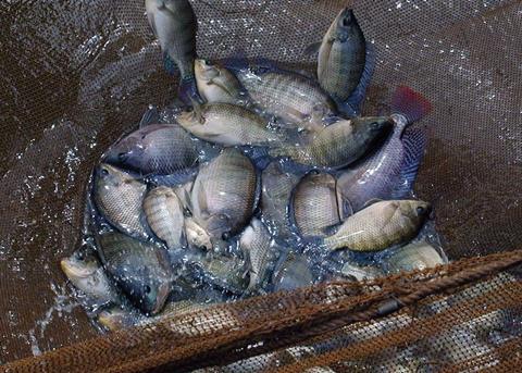 Genetics key to TiLV resistance