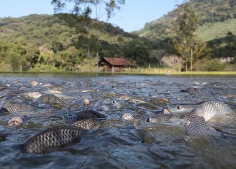 Fish farming grows in Brazil