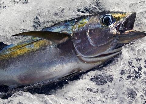 Greenpeace has found illegal fishing operations in the Indian Ocean. © Paul Hilton/Greenpeace
