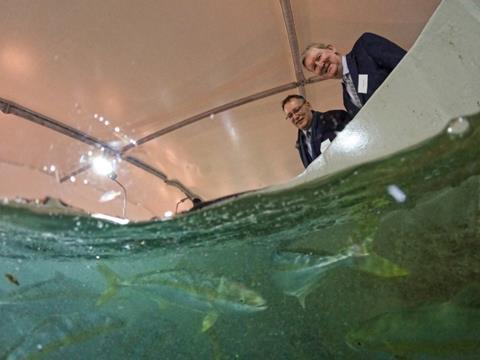 NIWA kingfish launch