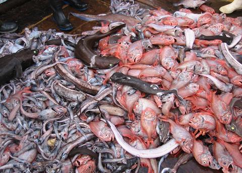 The report shows that Chatham Rise orange roughy has a much-improved outlook