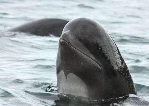 The pilot whale drive in the Faroe Islands dates back to back to the 1500’s Photo: Flickr/barneymoss