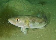Atlantic cod (Gadus morhua) © OCEANA/Carlos Minguell
