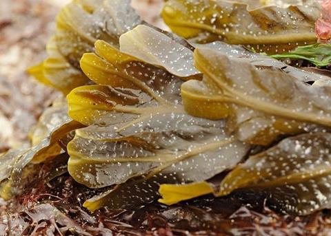A new textile has been developed which could revolutionise seaweed farming. Credit: Gary Houston/CC0, via Wikimedia Commons