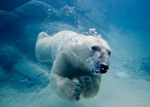 An agreement has been signed to halt expansion of Arctic fishing in a move which Greenpeace believes will help protect vulnerable species such as the polar bear