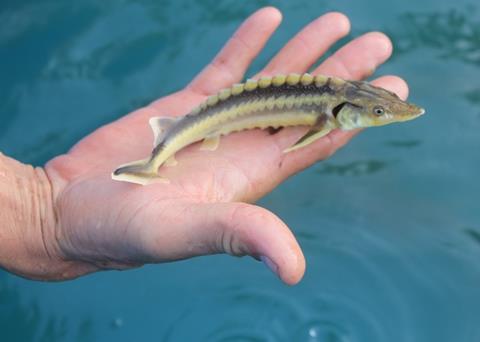 Caspian countries extend sturgeon moratorium