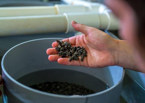 Shellfish spat from the Port Lincoln hatchery Photo: Yumbah Aquaculture