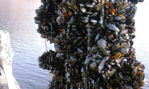 OSL’s farm will be developed over a number of years and initially, production will be aimed at the export market.