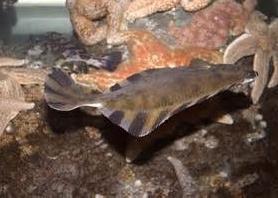 Starry Flounder has been rated as a new "Best Choice" Photo: NOAA