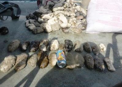 Some of the illegally caught sea cucumbers (beche de mer) found on the PNG fishing vessel