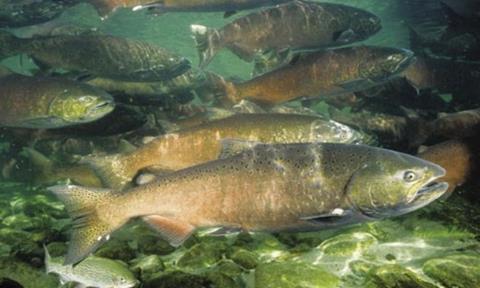 Chinook salmon. (Photo: NOAA)