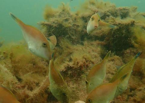 Leather jackets schooling at the Stage 1 Windara Reef Photo: Anita Nedosyko/The Nature Conservancy