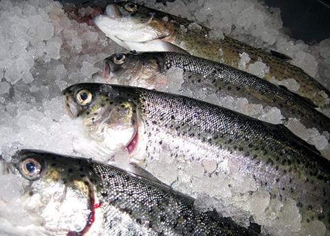 Farmed rainbow trout. Aquaculture already supplies nearly 50% of fish consumed globally. Credit: Mary Smith/Marine Photobank