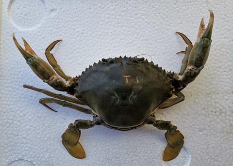 Female green crab specimen sent by farmers from Capiz to SEAFDEC/AQD for identification Photo: C Dionela