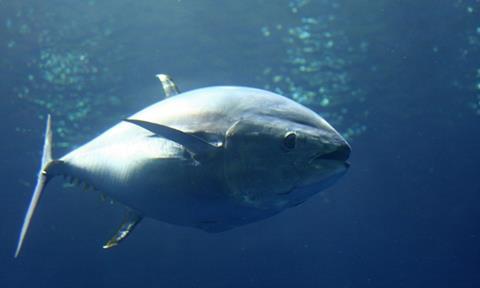 Toyota Tsusho plans to farm about 10,000 juvenile bluefin under its initial capacity.