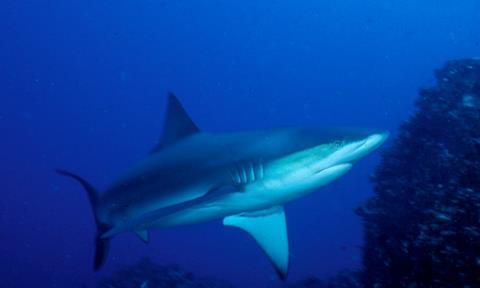 Sad fact: EDF claims as many as 73 million sharks are being killed annually mostly for their fins.