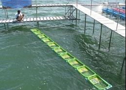 The research on crab bank cages aims to promote effective management of coastal fisheries