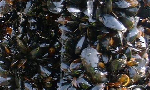 Prime condition: This time of year is traditionally when mussels reach their best, with the shells being full of succulent, sweet tasting meat.