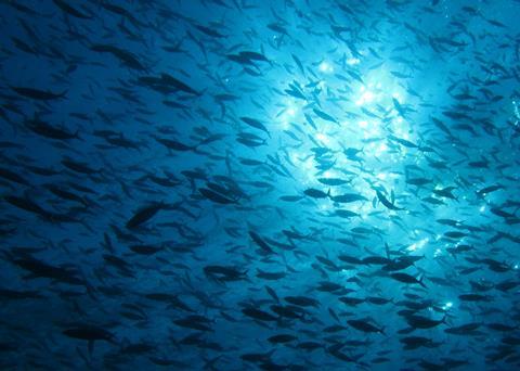 Seafood producers, retailers and consumers are delivering lasting improvements to the sustainability of marine ecosystems, fish stocks and fishing communities. Credit: Alexander Vasenin/CC-BY-SA-3.0/via Wikimedia Commons