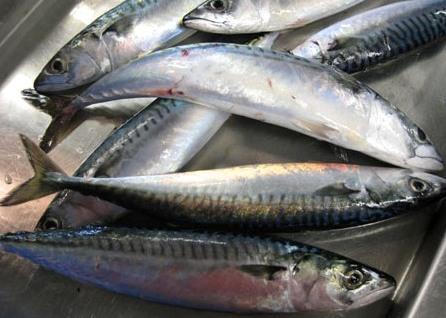 Iceland is concerned that it's voice in the mackerel debate has not yet been heard. Credit: NOAA
