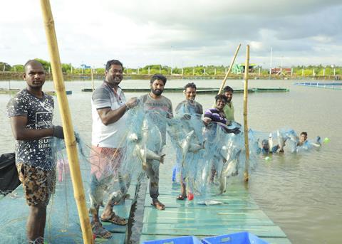 Fifteen tonnes of seabass have been produced from one hectare Photo: MPEDA