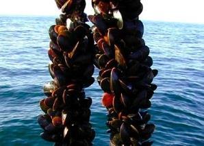 Sweden’s first rope grown blue mussel fishery is working towards the MSC standard Photo:NOAA
