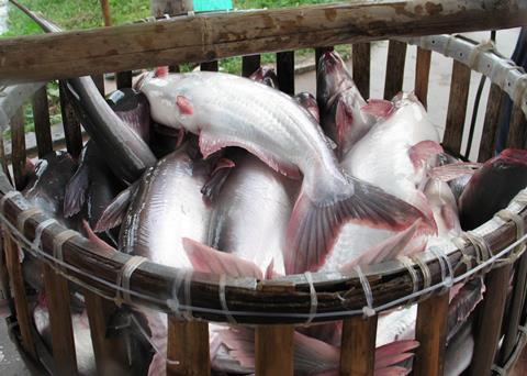 More than 90% of world exports of pangasius are sourced from Vietnam