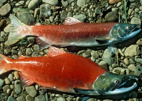 Alaska sockeye