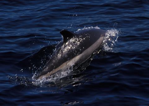 White-sided dolphin. Credit: Allen Shimada NOAA/NMFS/OST/AMD