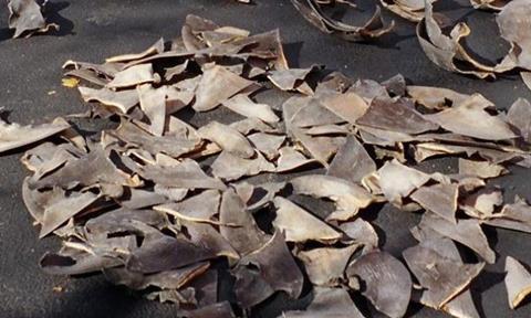 MEPs: Brussels’ progress in fulfilling pledges to strengthen the shark finning ban has been slow.