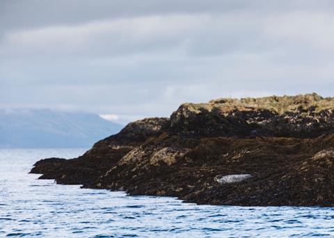 Scottish Sea Farms has reduced seal culls thanks to protective netting Photo: Scottish Sea Farms