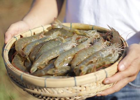 Warm-water pond aquaculture relies on optimal conditions Photo: Bayer Animal Health