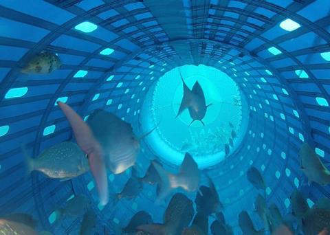 Snapper inside the Precision Seafood Harvesting technology, which has won the inaugural Maori Innovation Award at the 2016 New Zealand Hi-Tech Awards