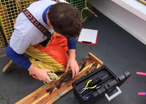 One project will improve the suitability of cusk and Atlantic cod bycatch discarded in the Gulf of Maine lobster trap fishery. Credit: NOAA