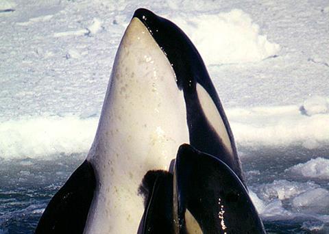 The AOA said that if the marine ecosystem in Antarctica changes much more the effects would resonate throughout the whole planet