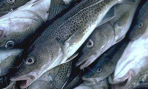 Oceana says cod fraud is rife among Danish fishmongers