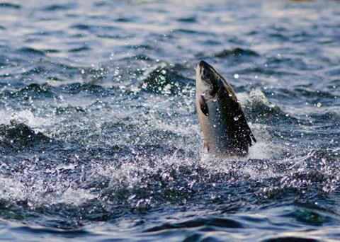 Broodstock Capital invests in Åkerblå