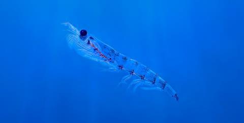 Krill-in-blue-water