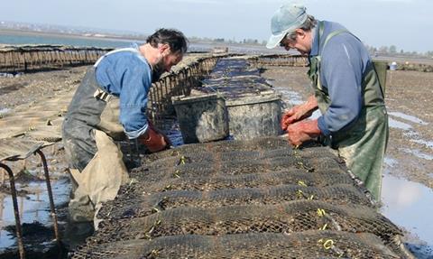 Essex firm, Maldon Oysters claims it was able to improve shelf-life, flavour and safety of its products.