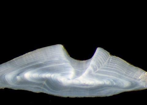 Magnified thin section taken from the otolith of an eight year old golden perch caught in Lake Eppalock